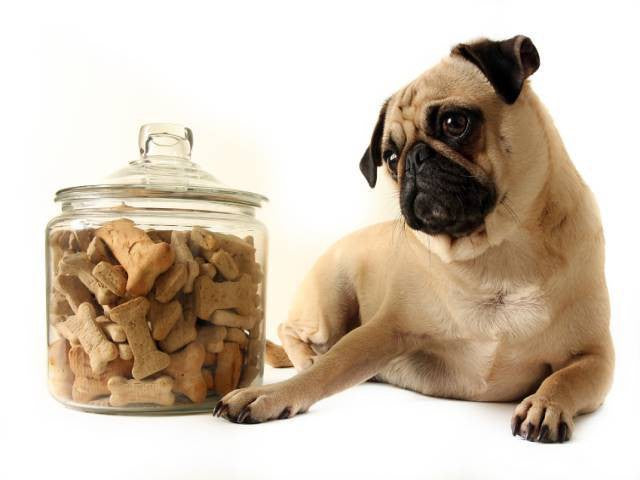 Best puppy treats top for small dogs