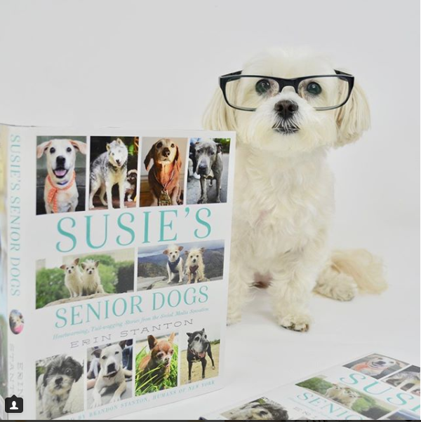 Susie's Senior Dogs Book